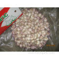 High Quality Standards Normal White Garlic